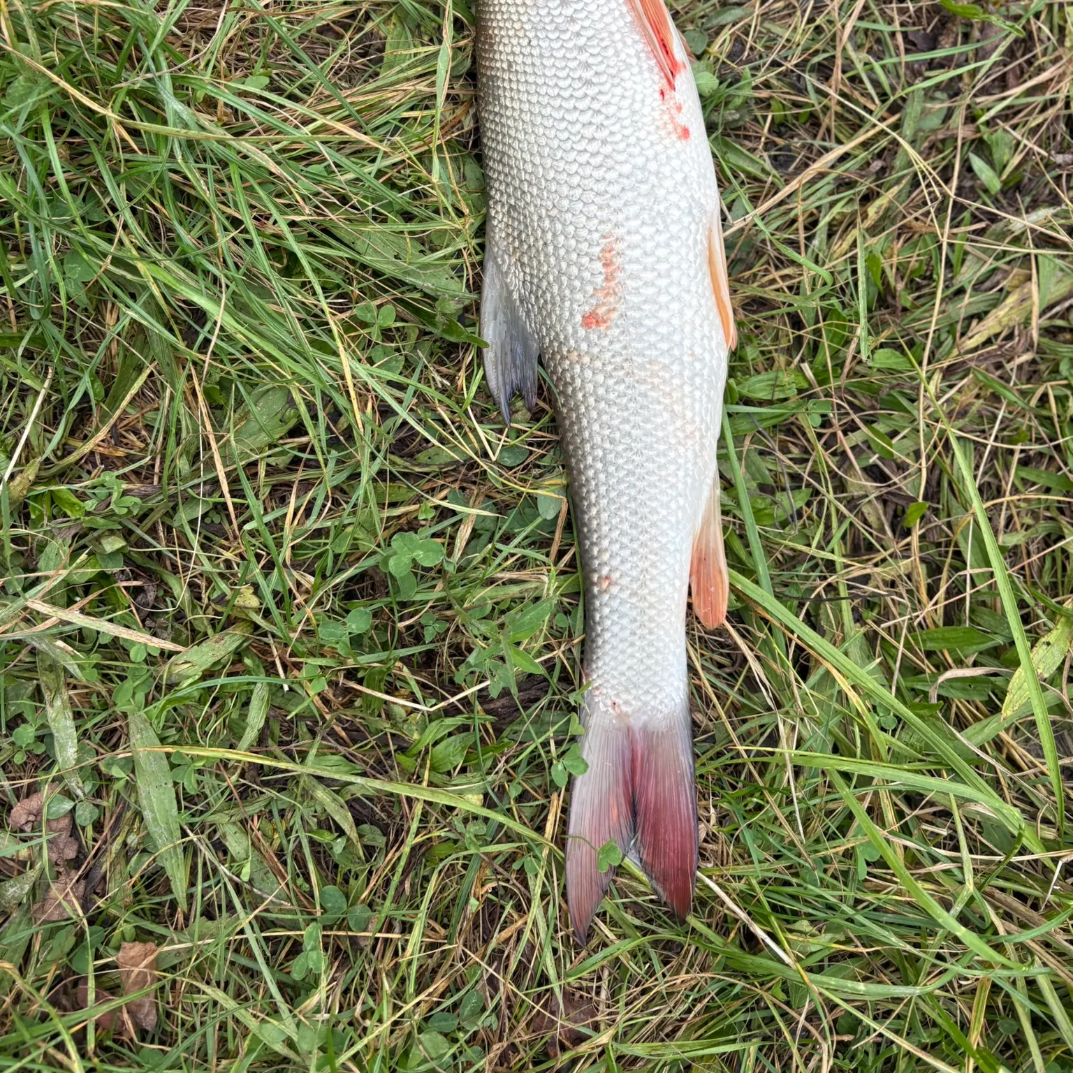 The most recent Common barbel catches on Fishbrain
