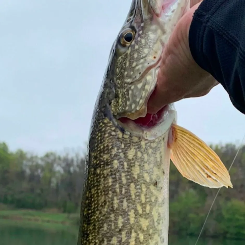 Northern pike caught on Fishbrain