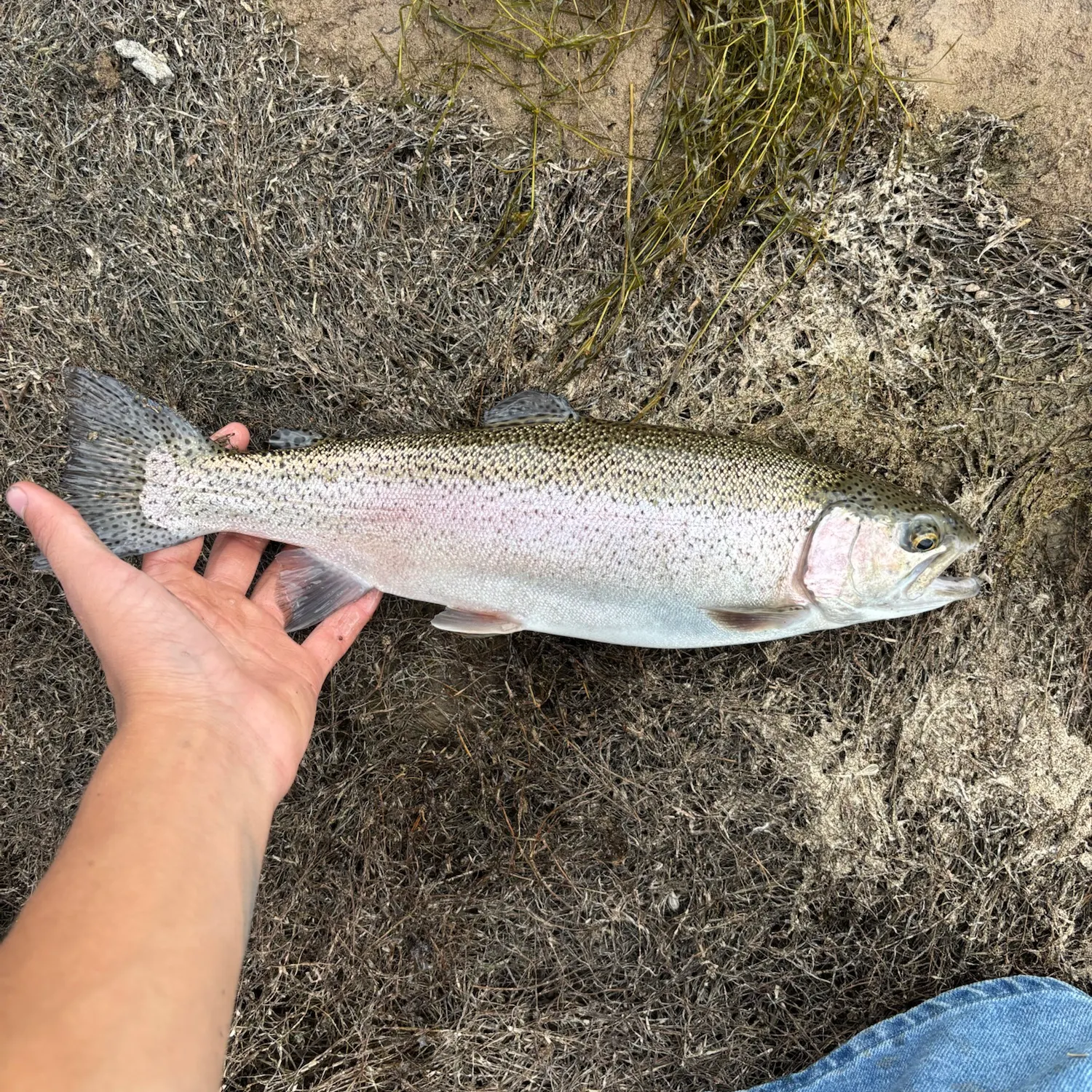 Rainbow trout caught on Fishbrain