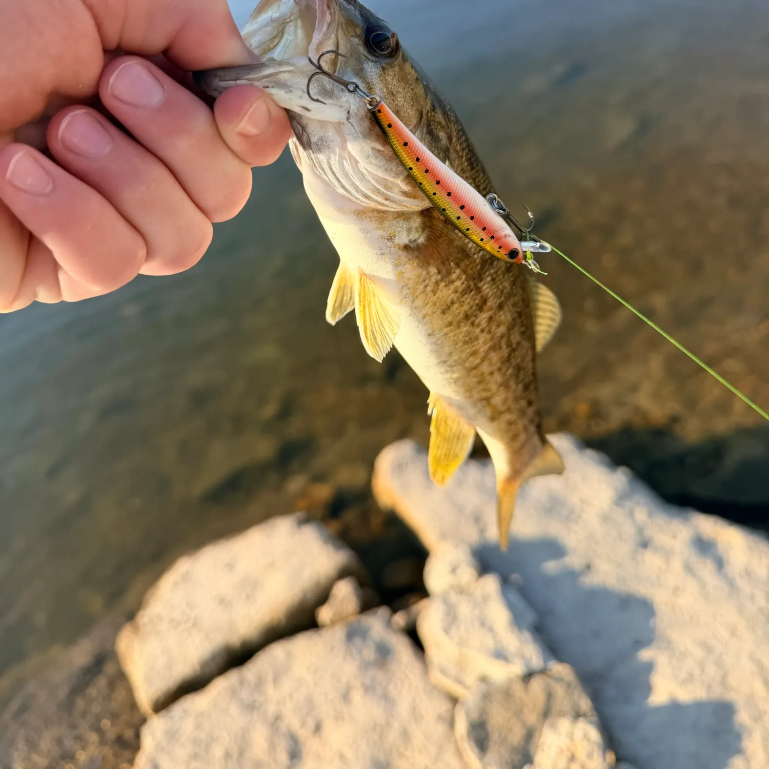 Smallmouth bass caught on Fishbrain