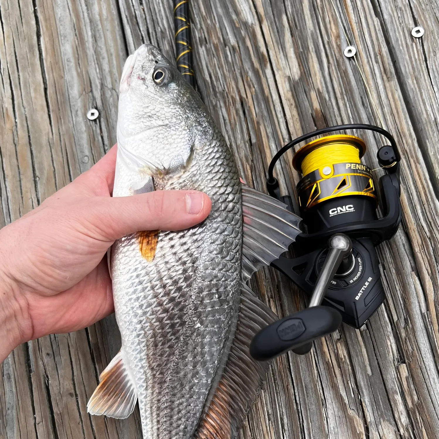 Red drum caught on Fishbrain