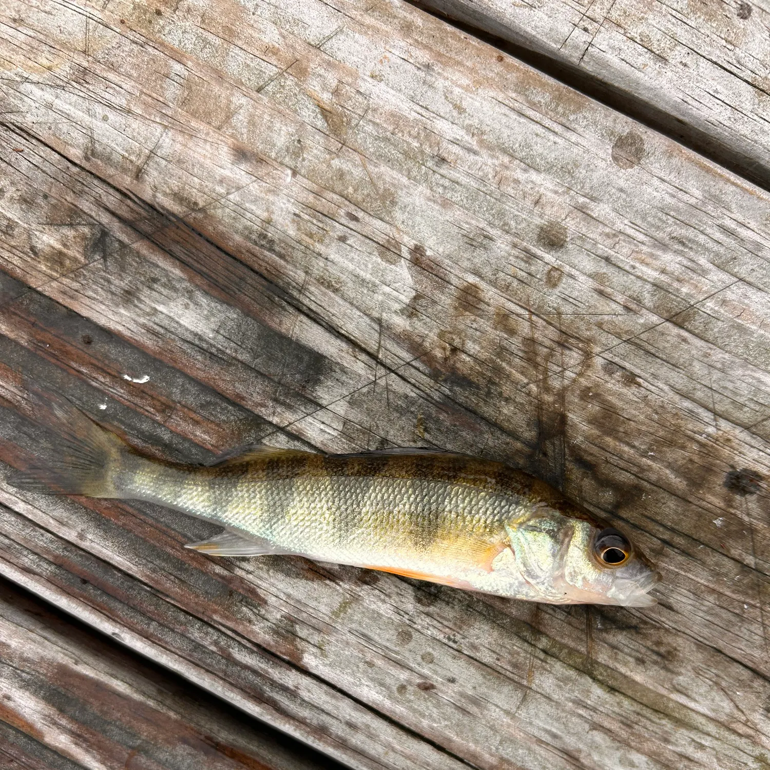 Yellow perch caught on Fishbrain