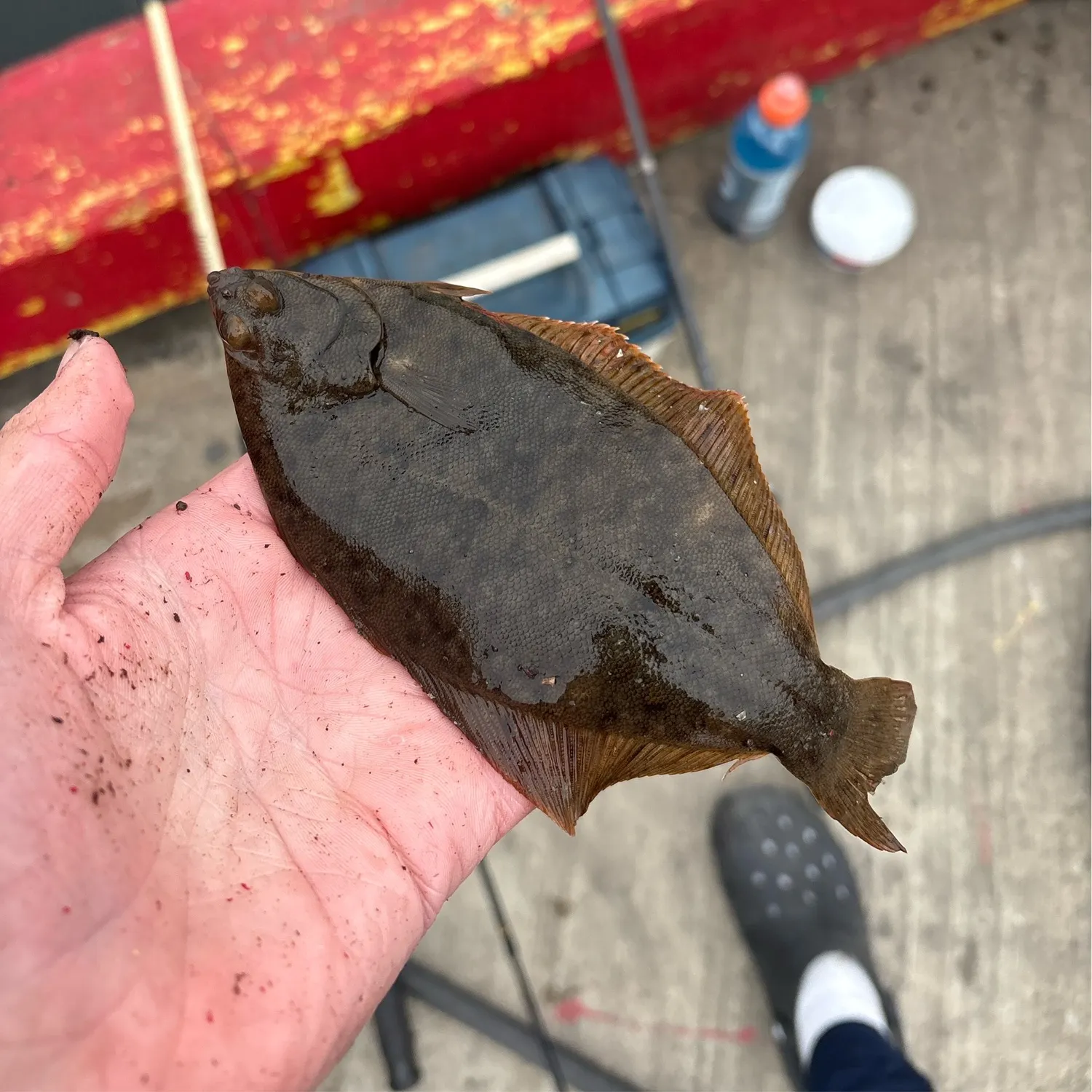 The most recent Winter flounder catches on Fishbrain