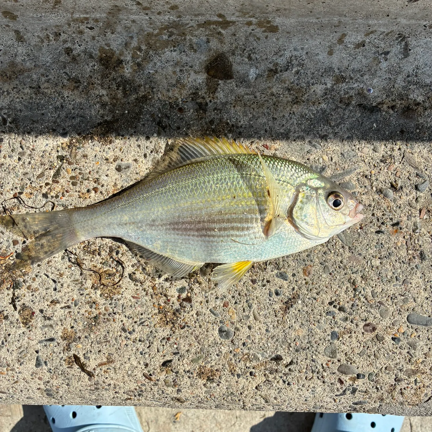 The most recent Shiner perch catches on Fishbrain