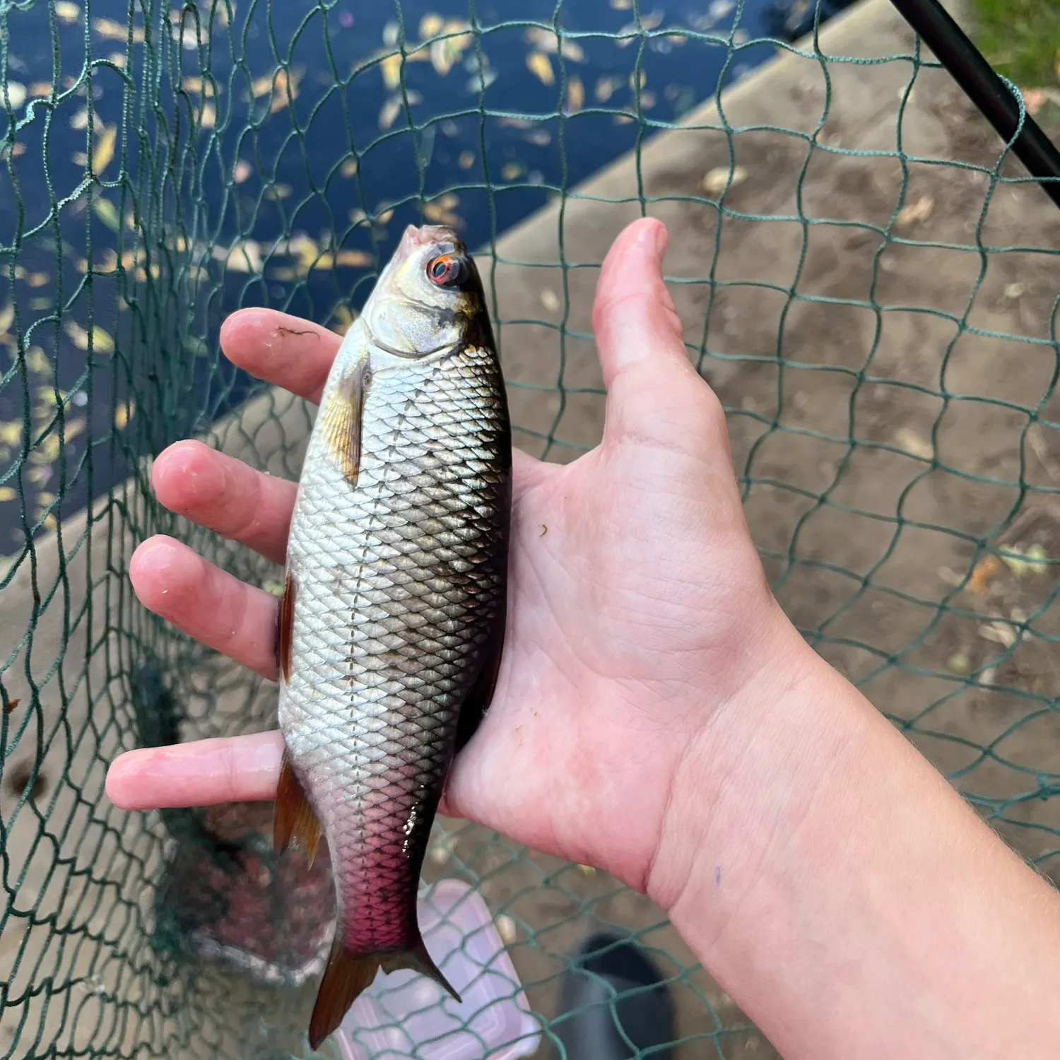 European chub caught on Fishbrain