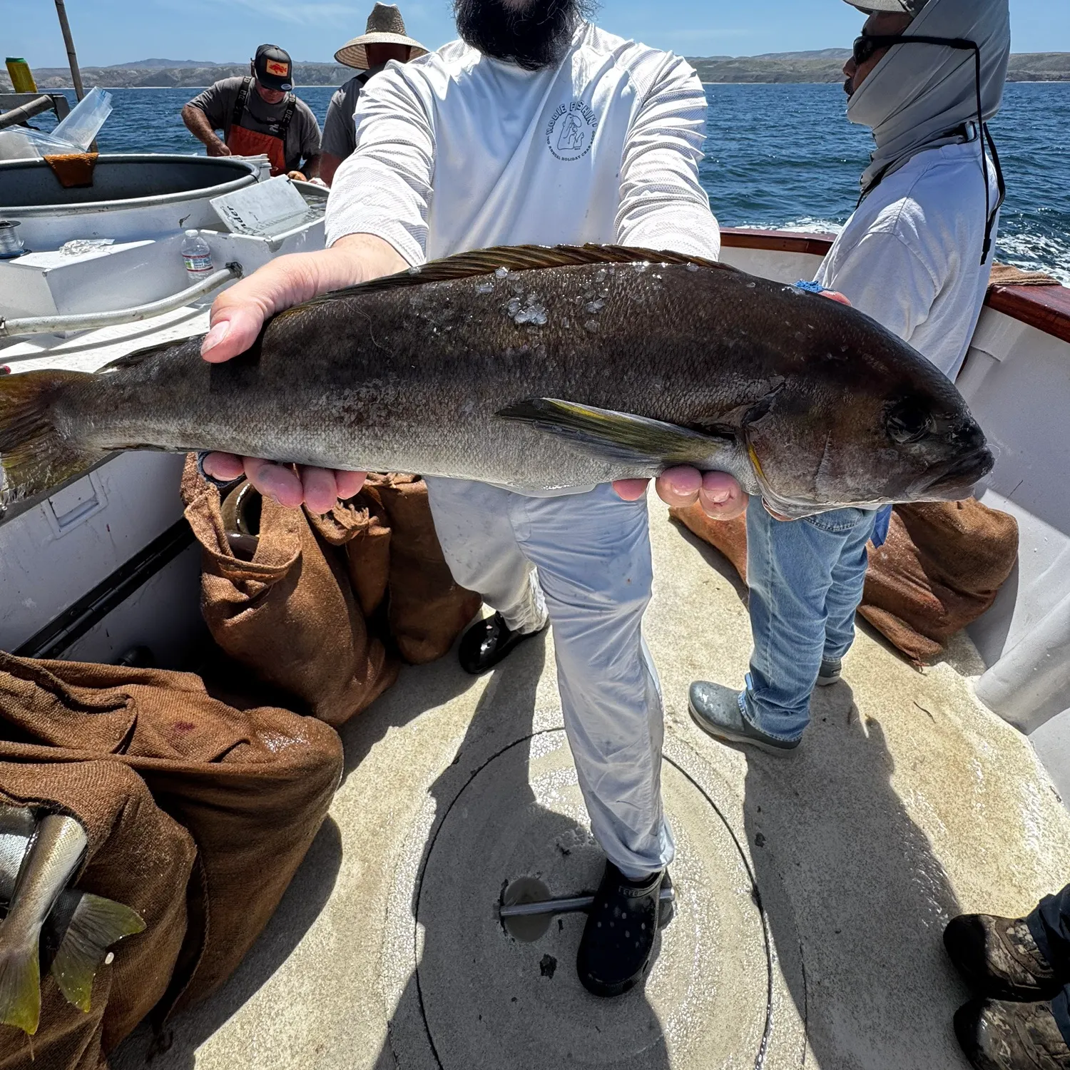 The most recent Ocean whitefish catches on Fishbrain