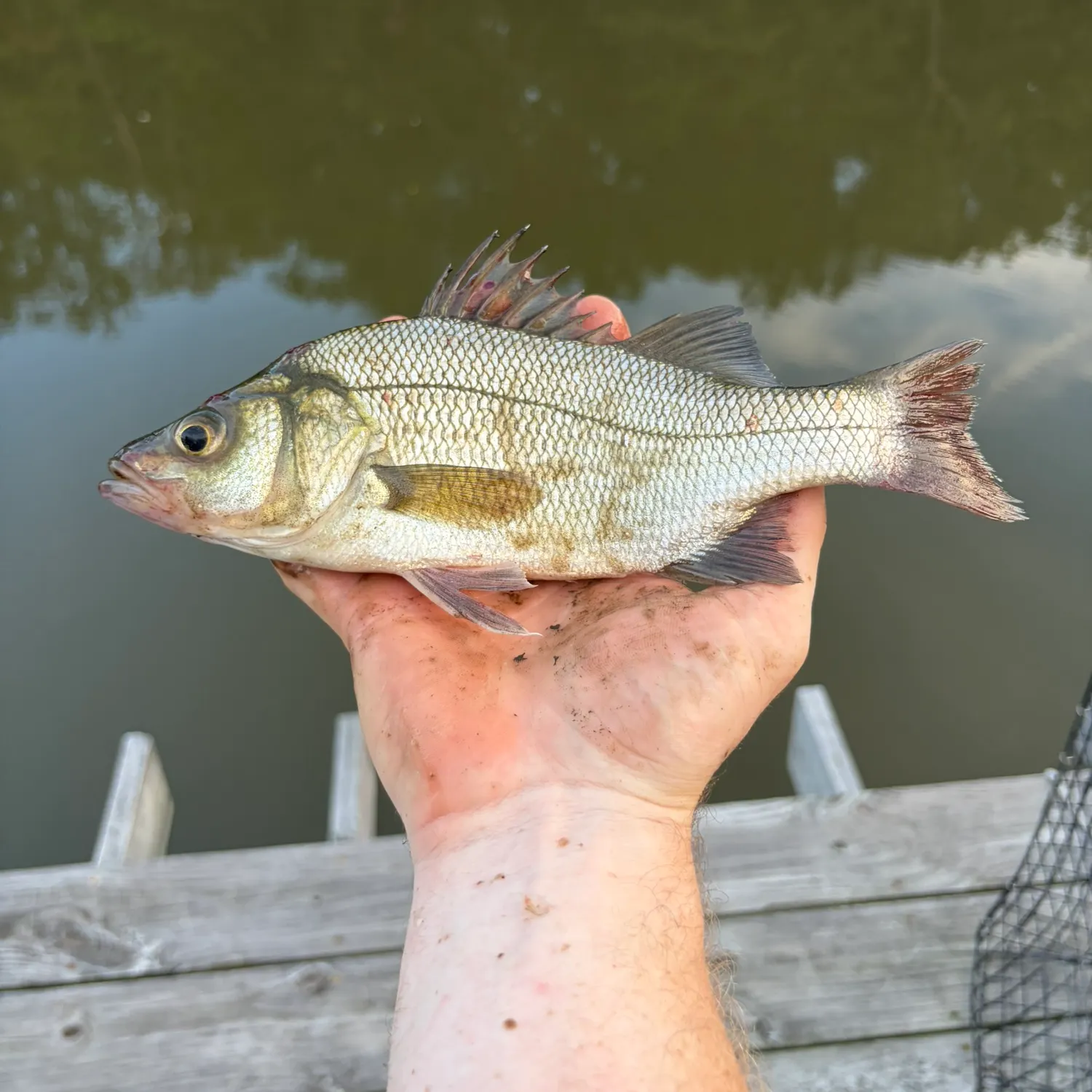 White perch caught on Fishbrain