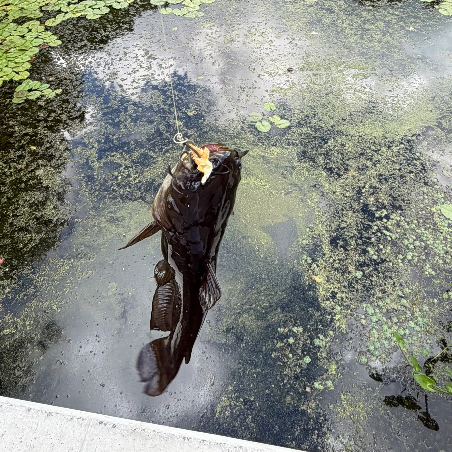 Black bullhead caught on Fishbrain
