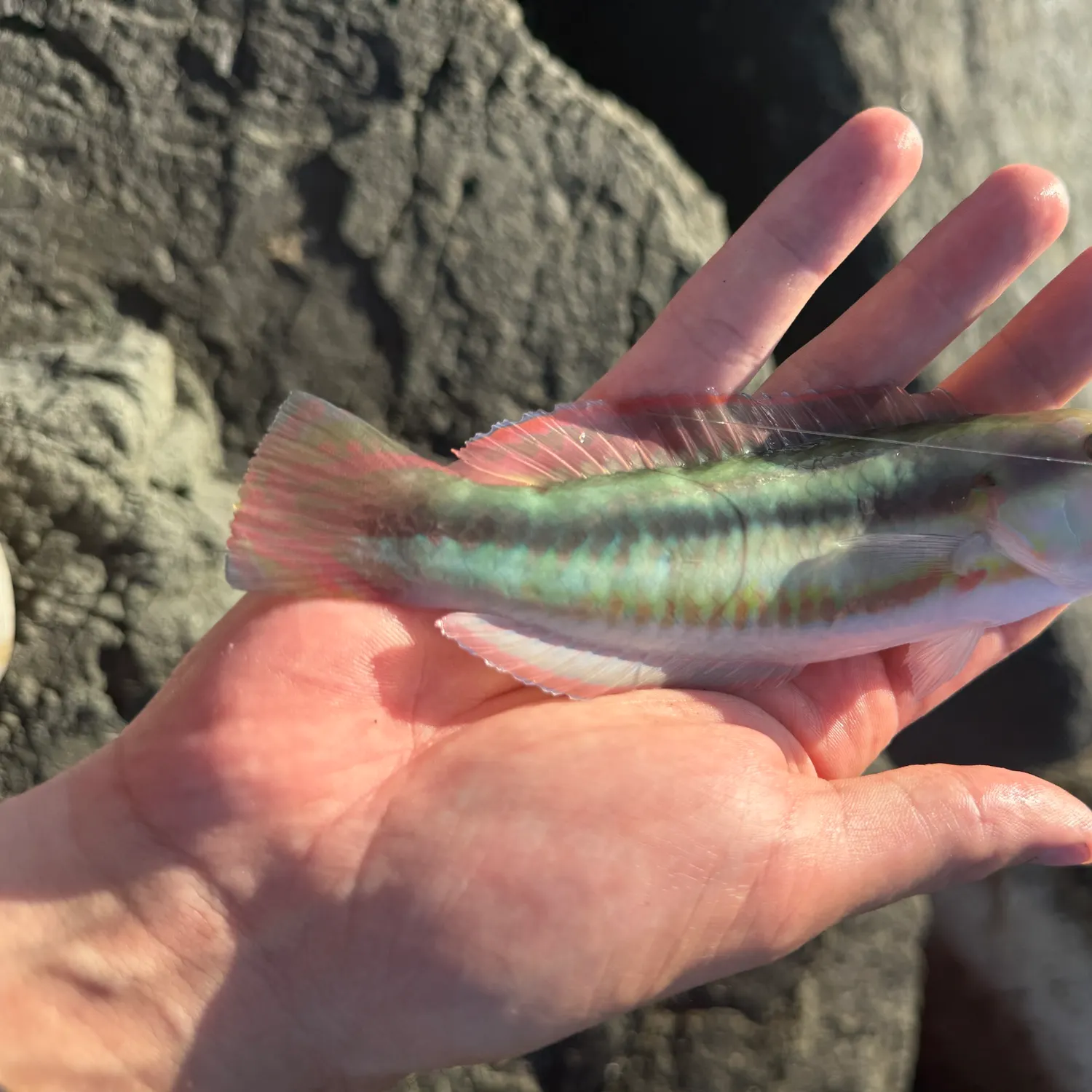 The most recent Slippery dick wrasse catches on Fishbrain