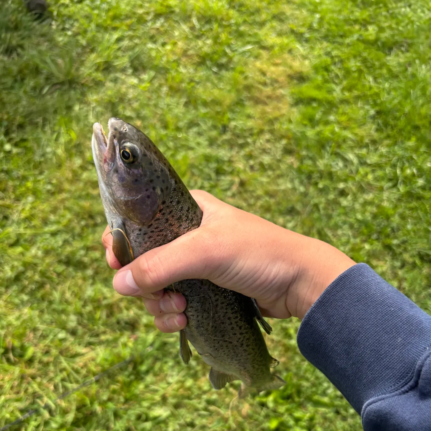 Rainbow trout caught on Fishbrain