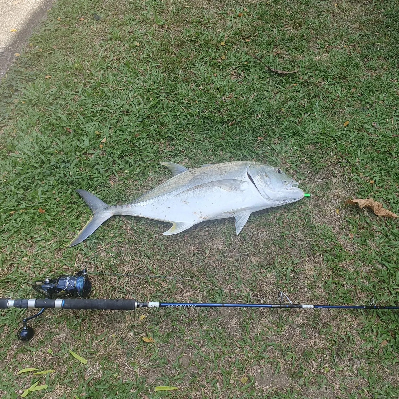 Giant trevally caught on Fishbrain