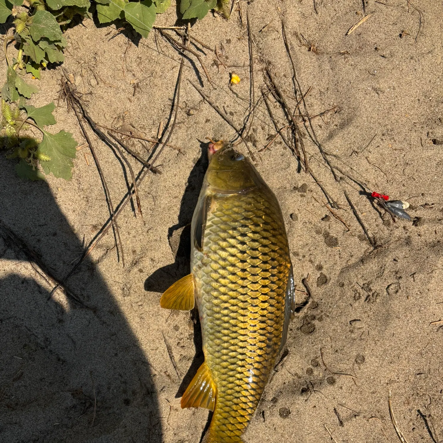 Common carp caught on Fishbrain