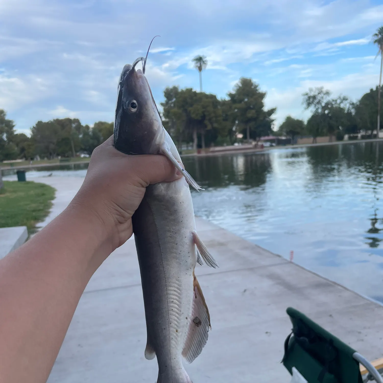 Channel catfish caught on Fishbrain