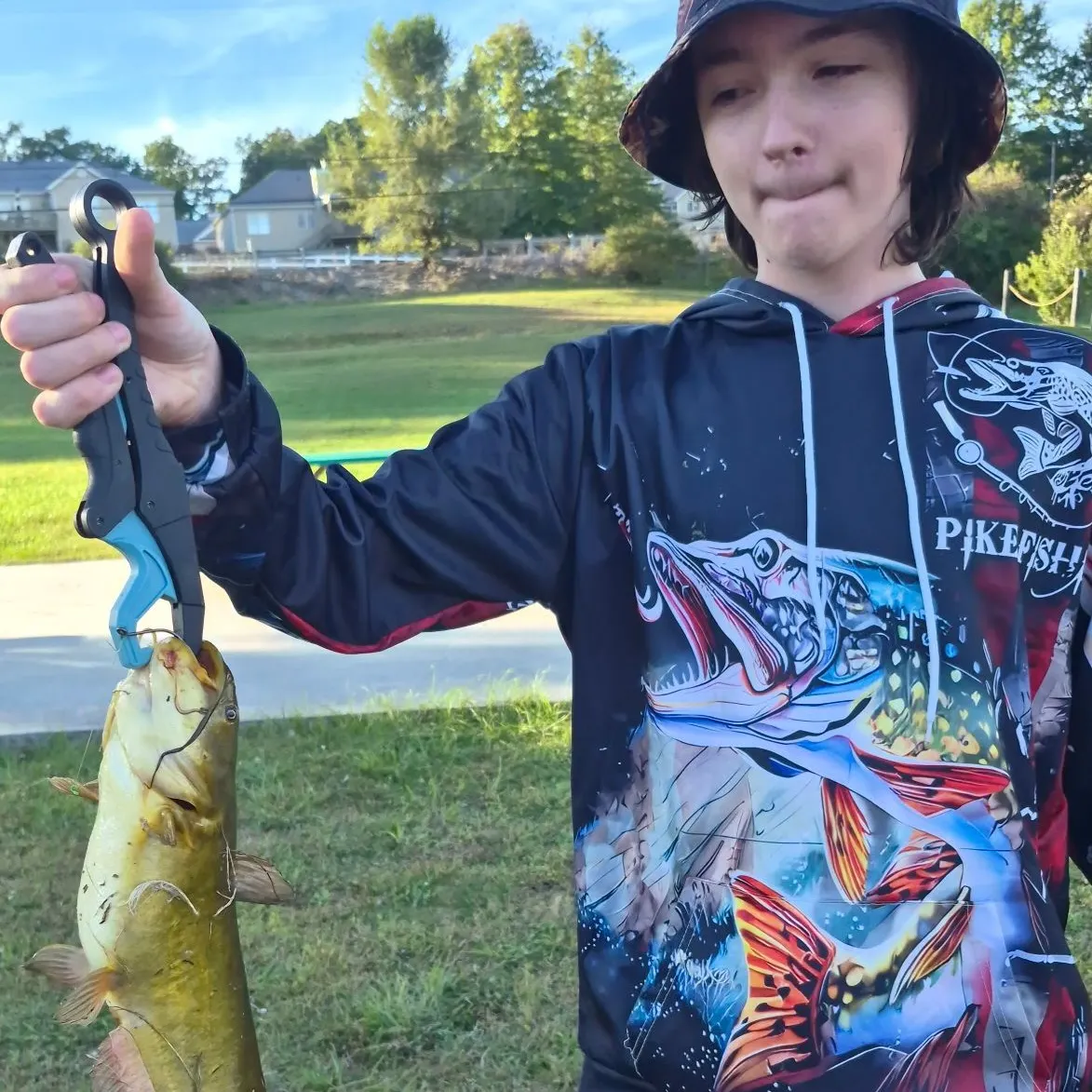 Yellow bullhead caught on Fishbrain