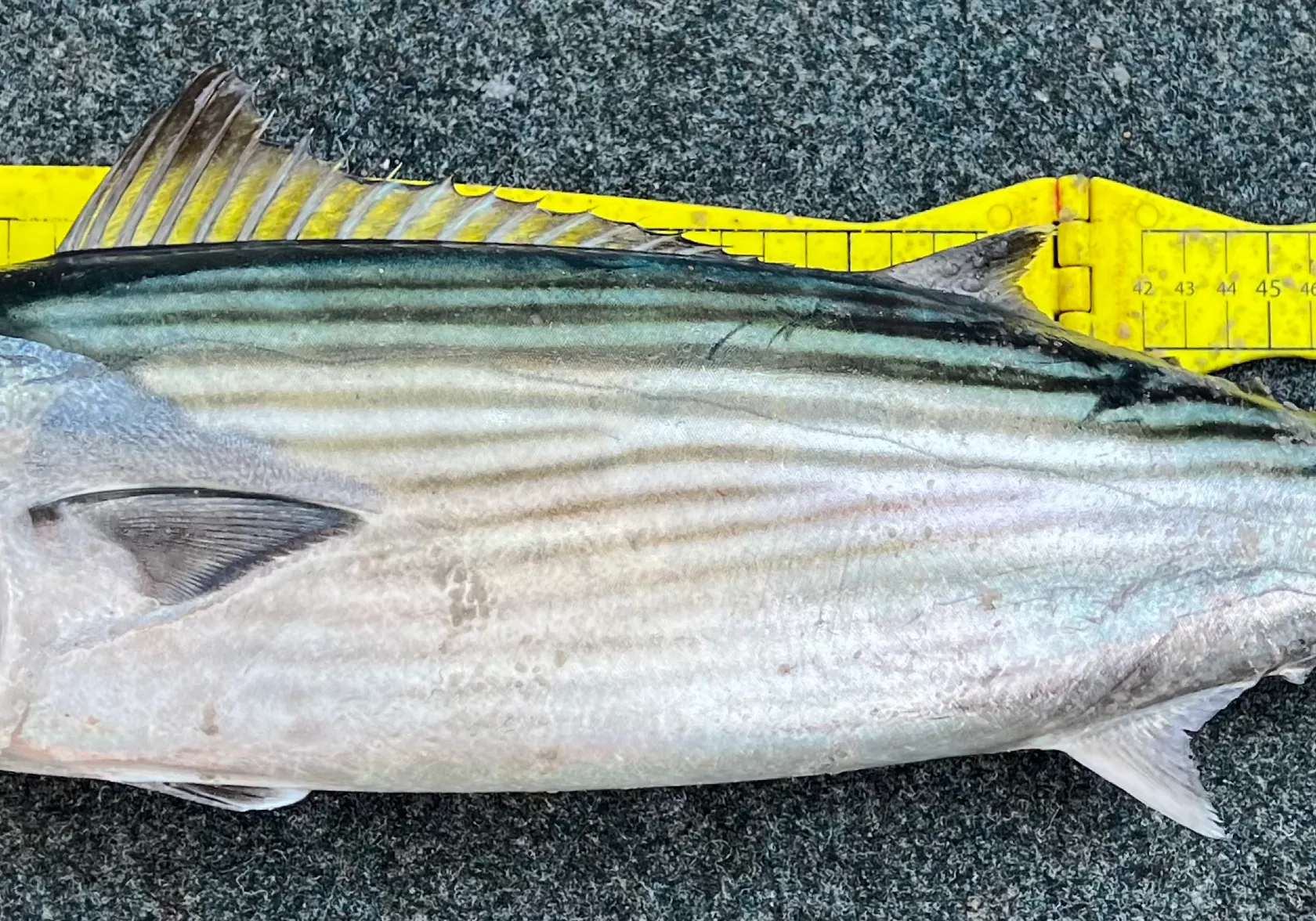 Australian bonito