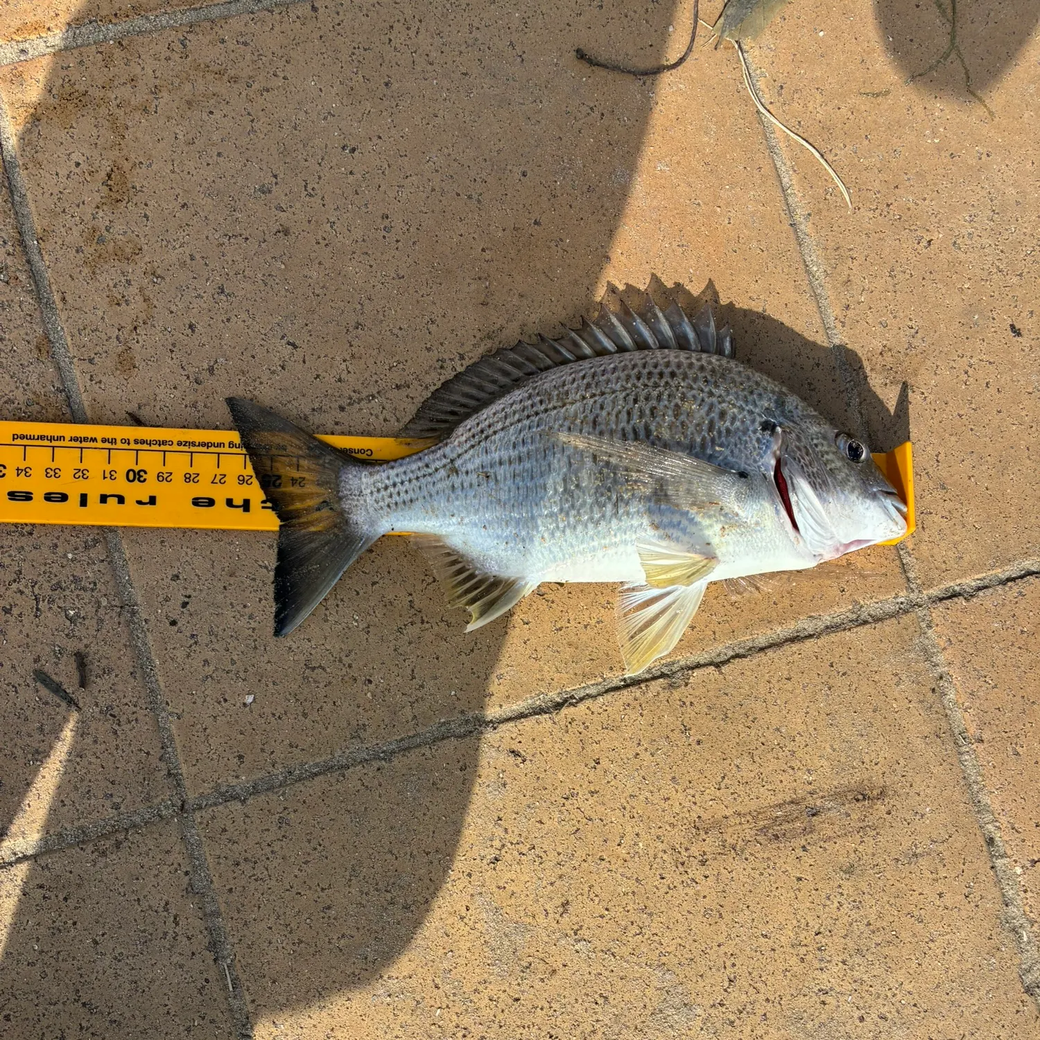 The most recent Surf bream catches on Fishbrain