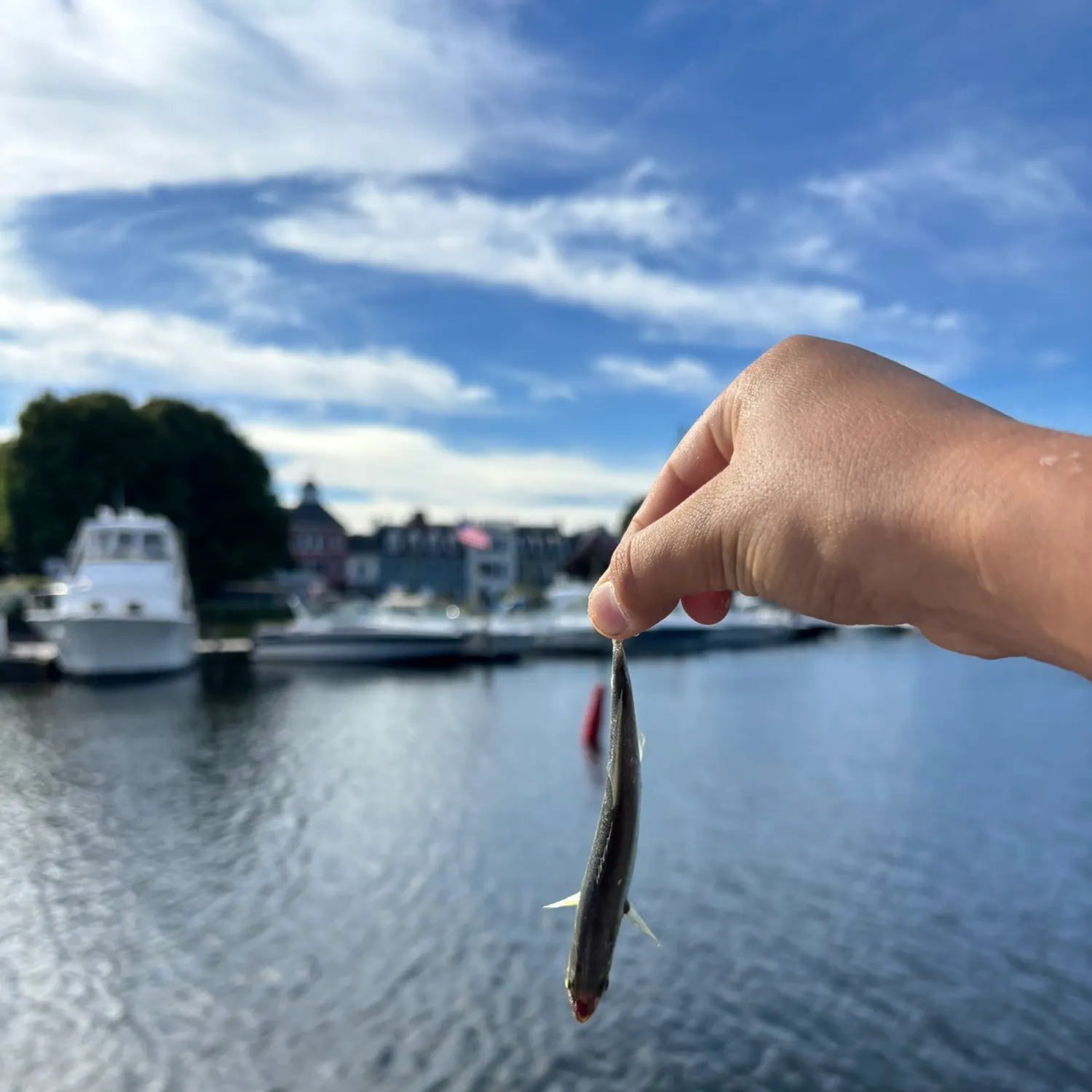 The most recent American shad catches on Fishbrain