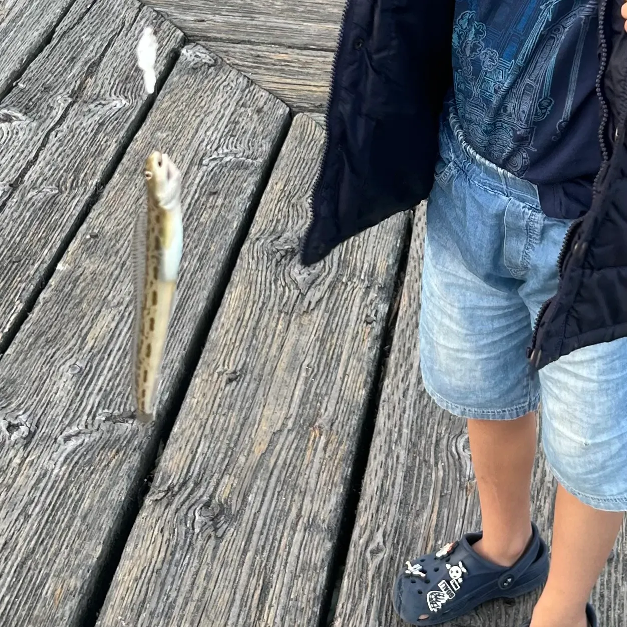 The most recent Snakeblenny catches on Fishbrain