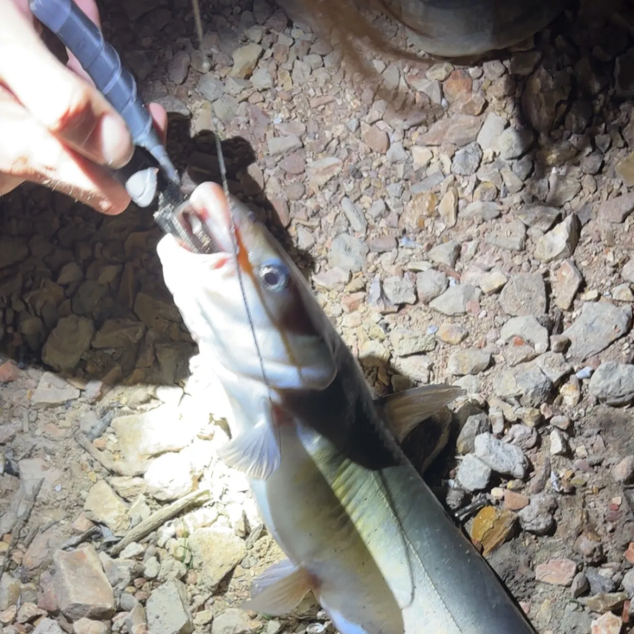 Blue catfish caught on Fishbrain