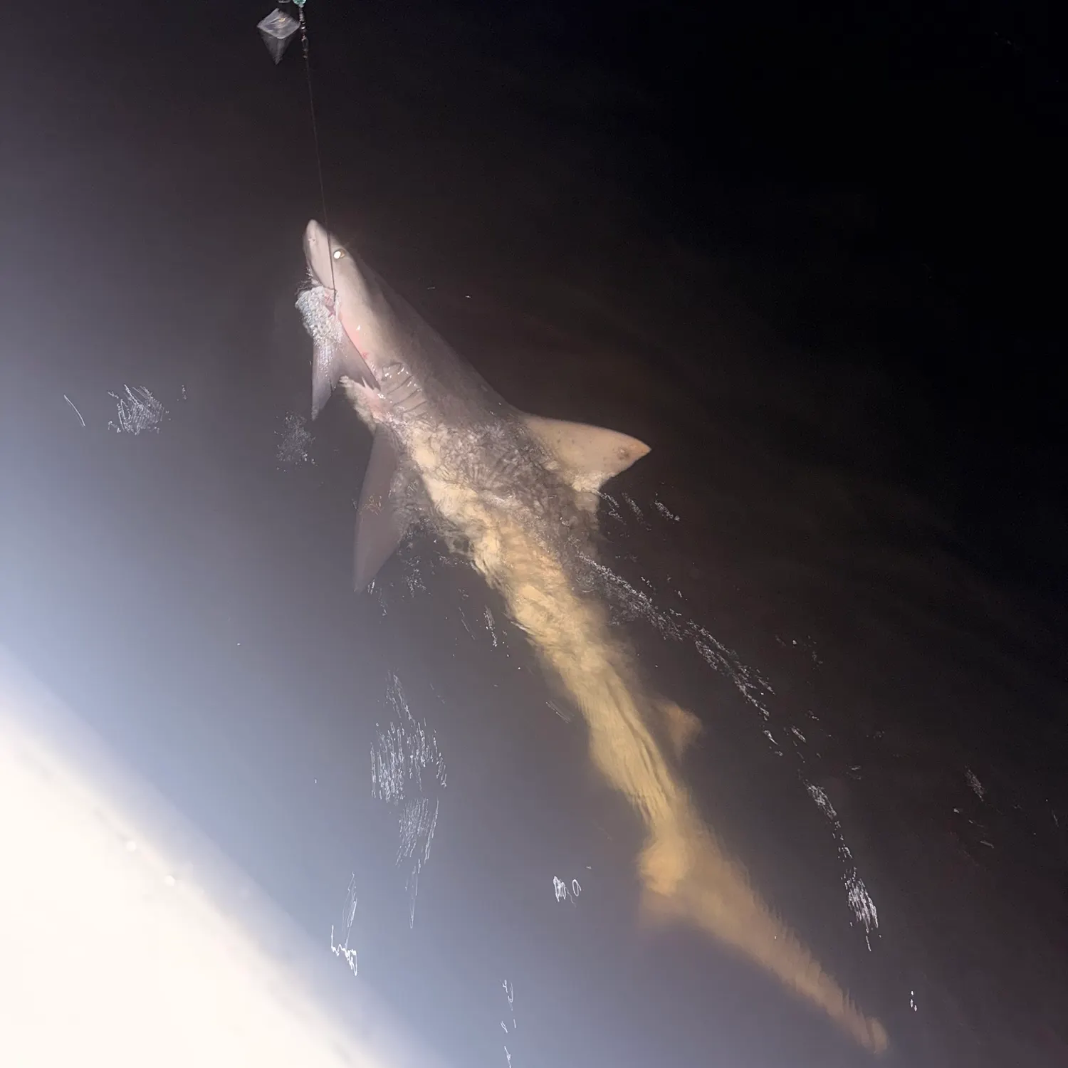 The most recent Finetooth shark catches on Fishbrain