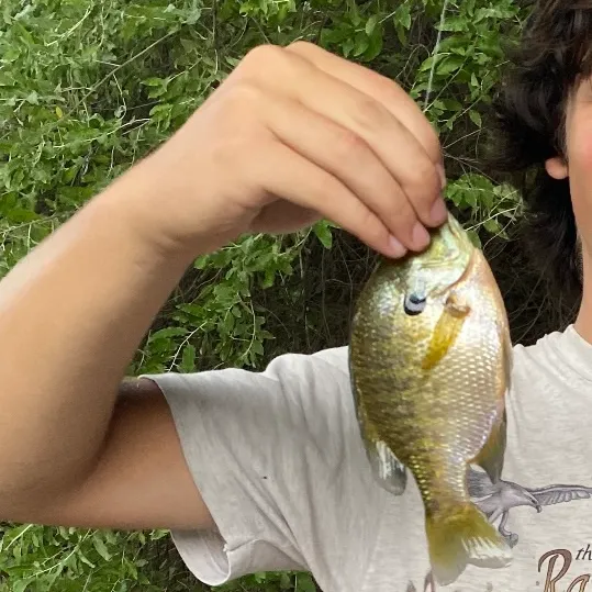 Bluegill caught on Fishbrain