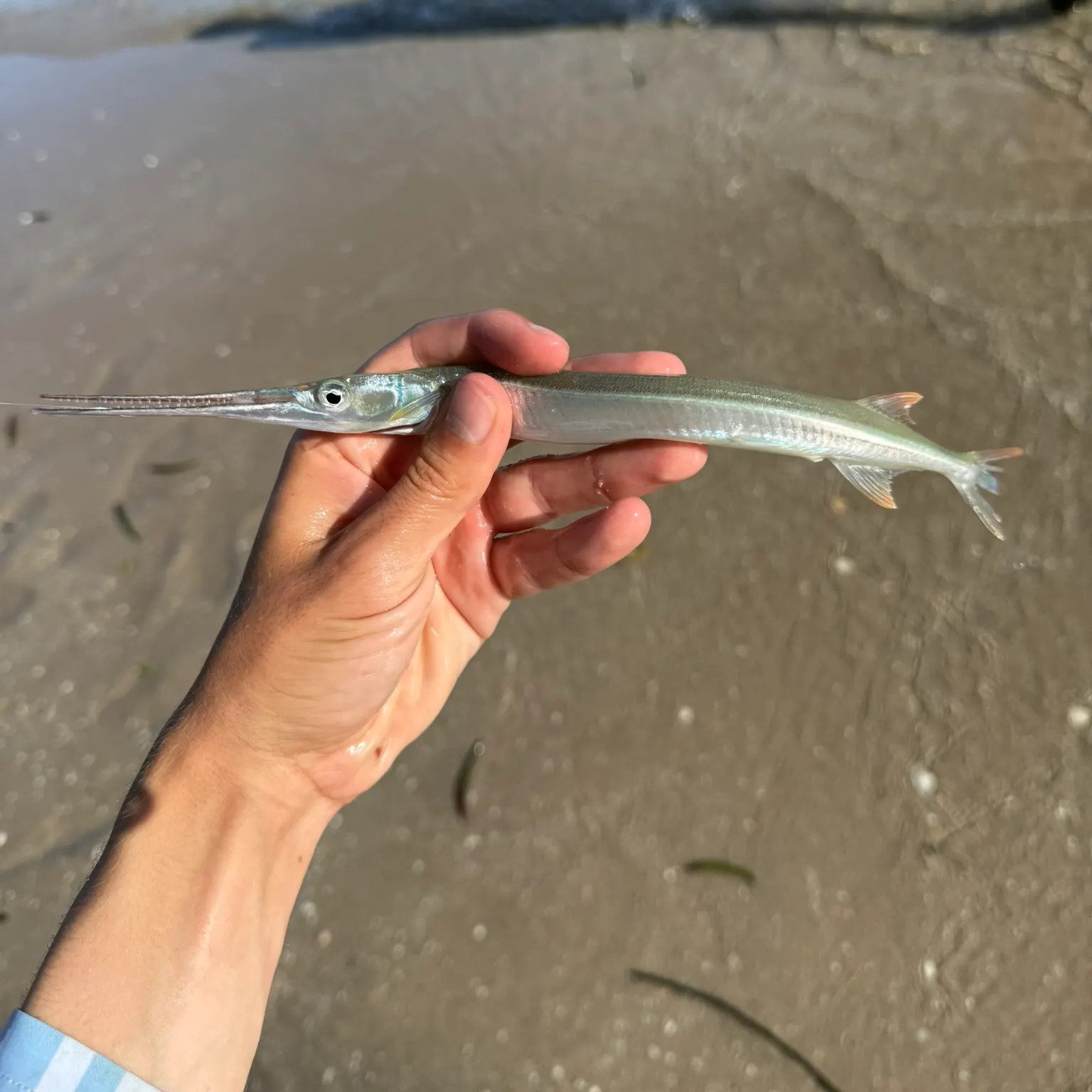 The most recent Redfin needlefish catches on Fishbrain