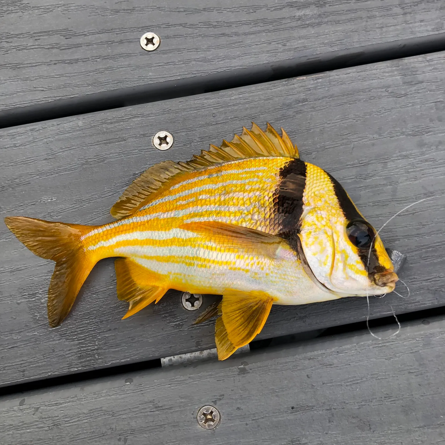 The most recent Atlantic porkfish catches on Fishbrain