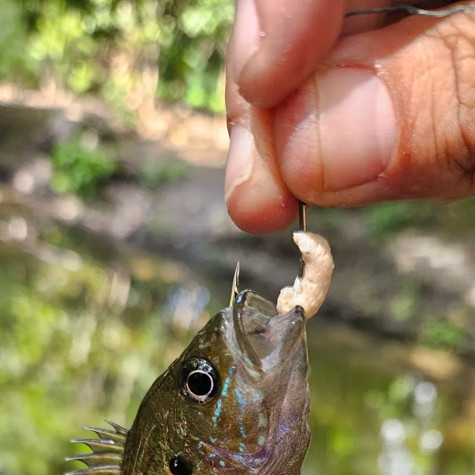 Green sunfish caught on Fishbrain