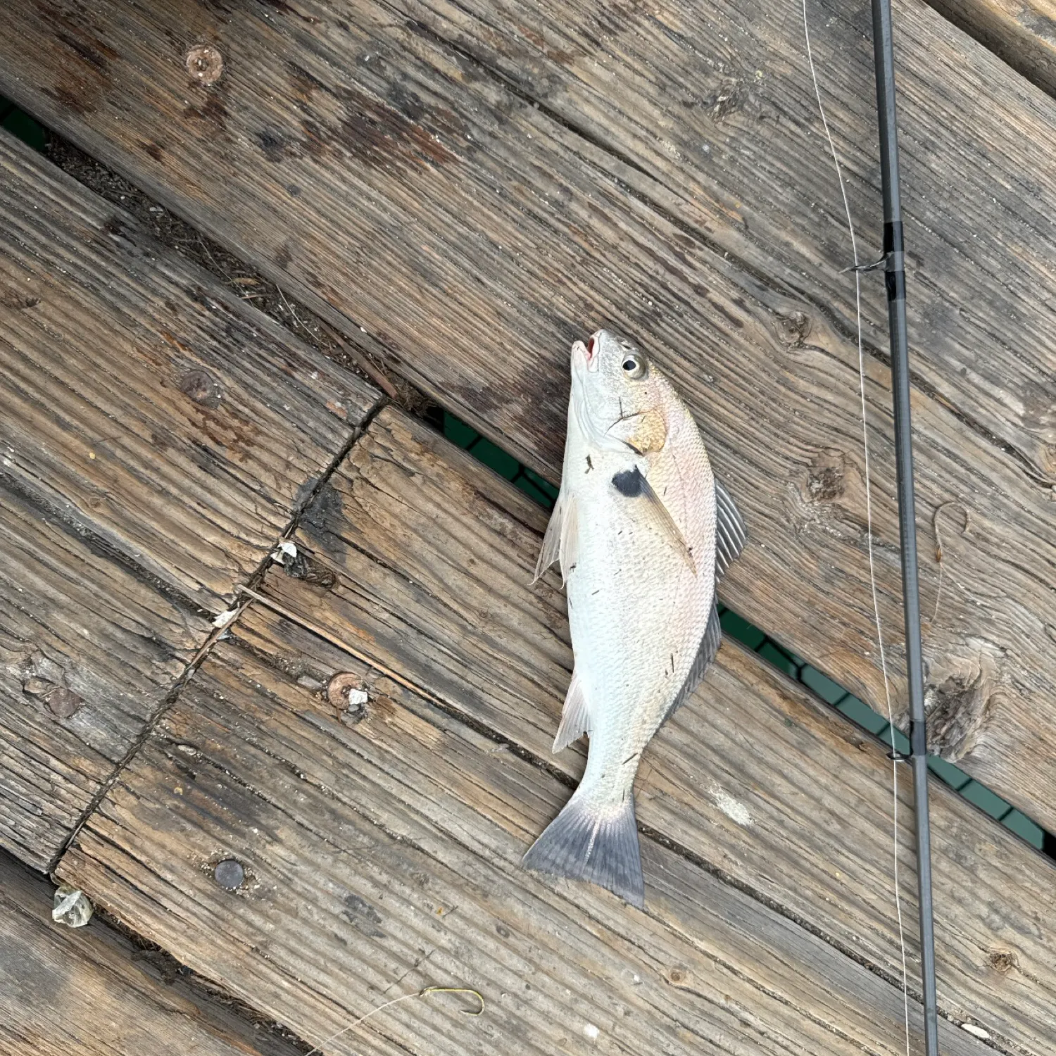 The most recent Spot croaker catches on Fishbrain