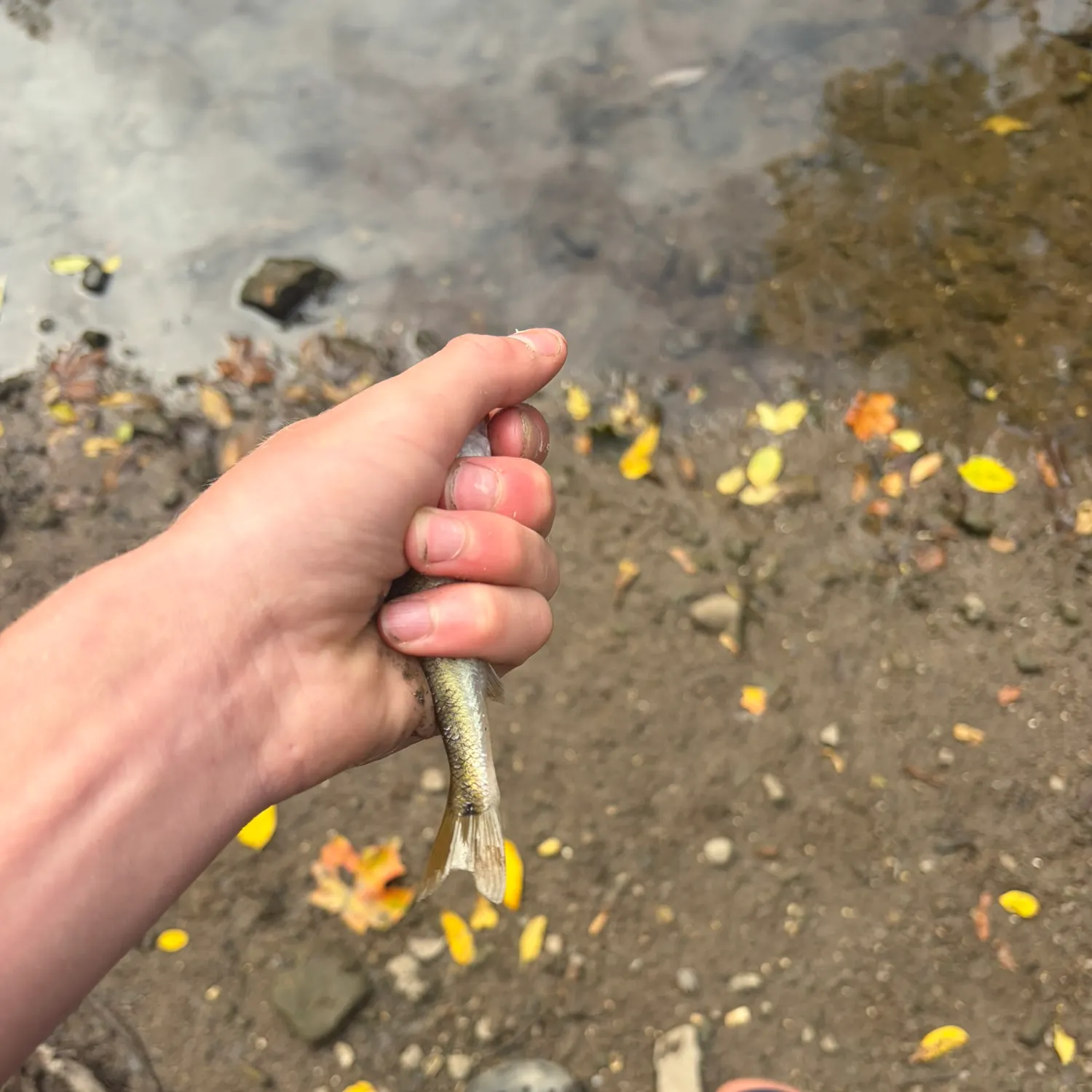 Creek chub caught on Fishbrain