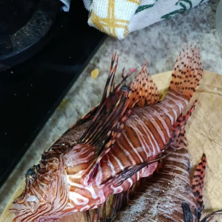 The most recent Red lionfish catches on Fishbrain