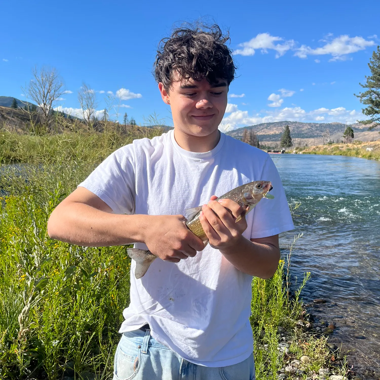 The most recent Mountain whitefish catches on Fishbrain