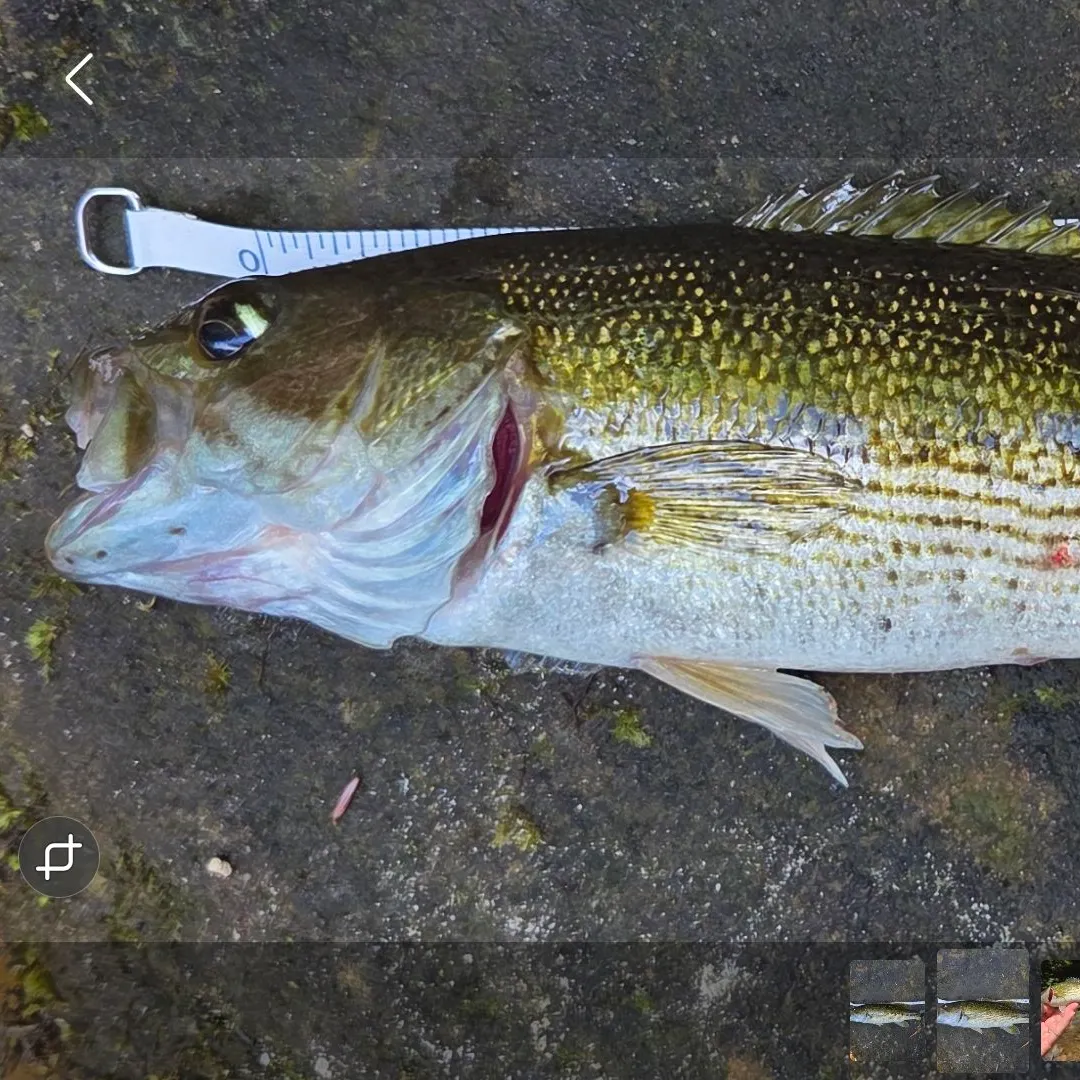 The most recent Warrior bass catches on Fishbrain