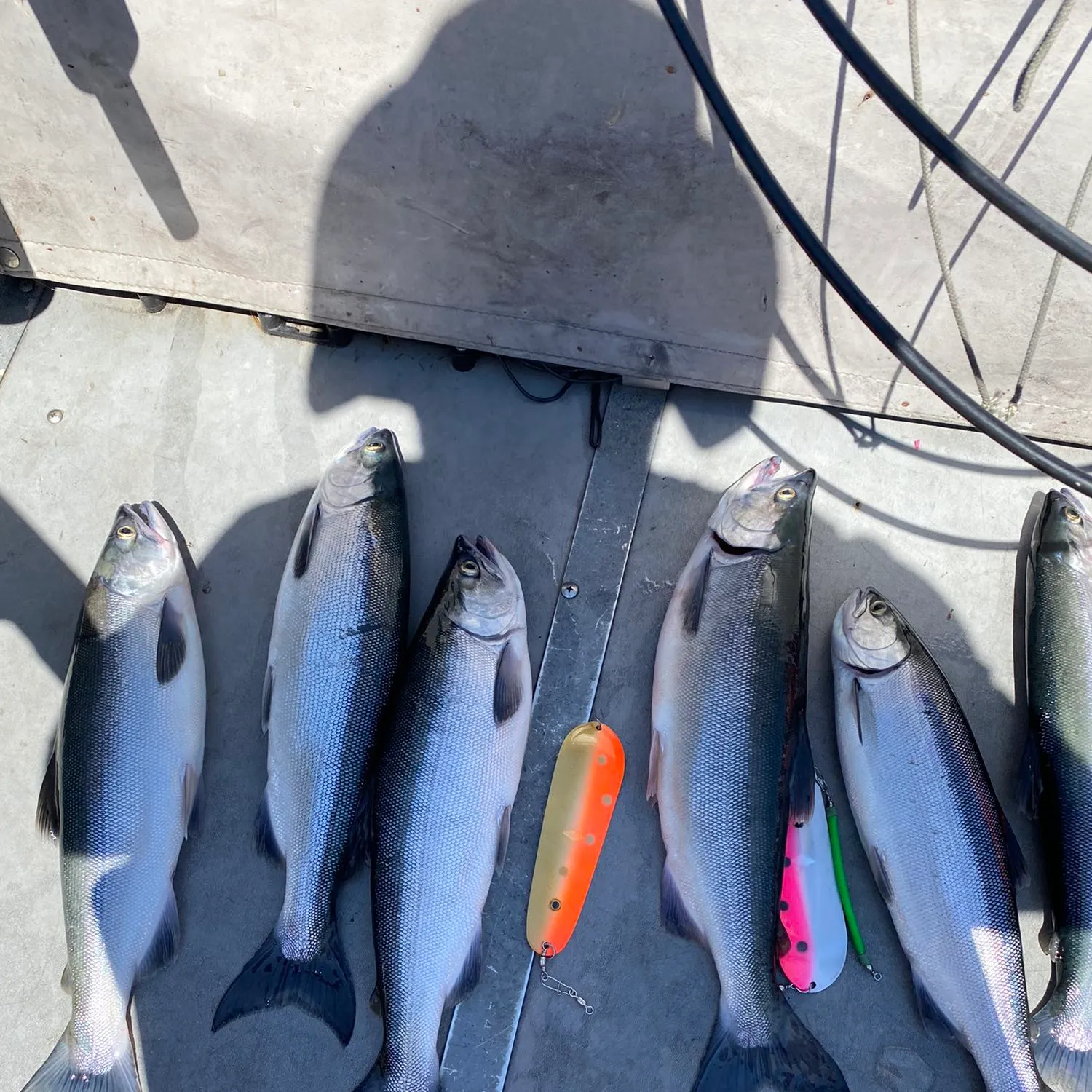 recently logged catches