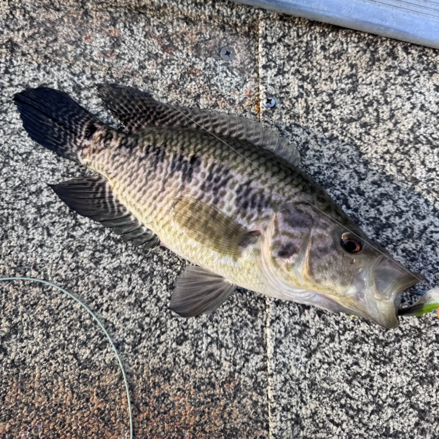 Jaguar cichlid caught on Fishbrain