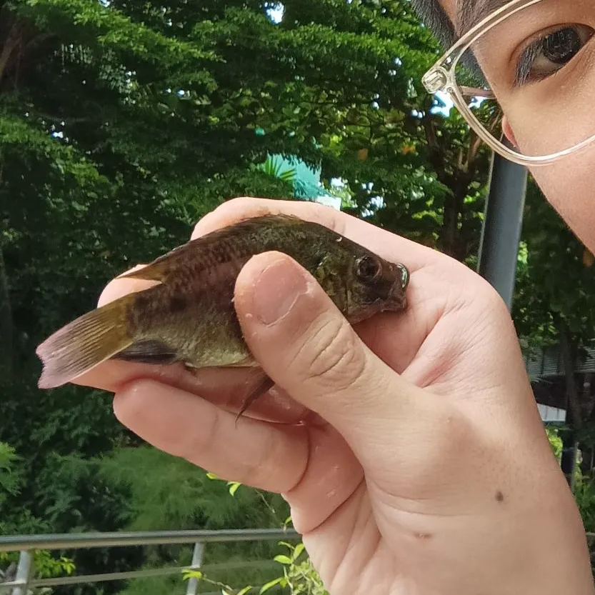 The most recent Bluegill catches on Fishbrain