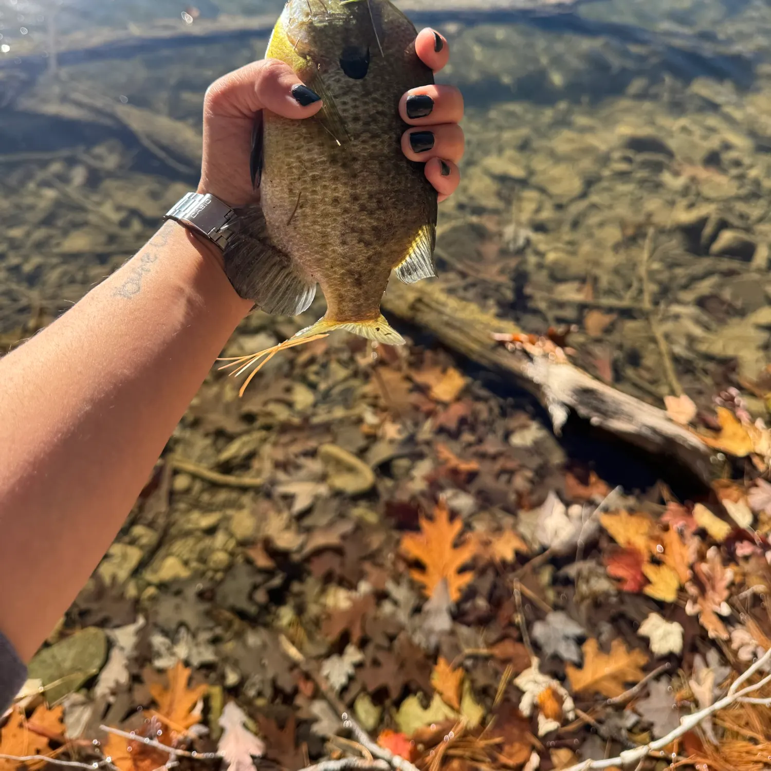 Bluegill caught on Fishbrain