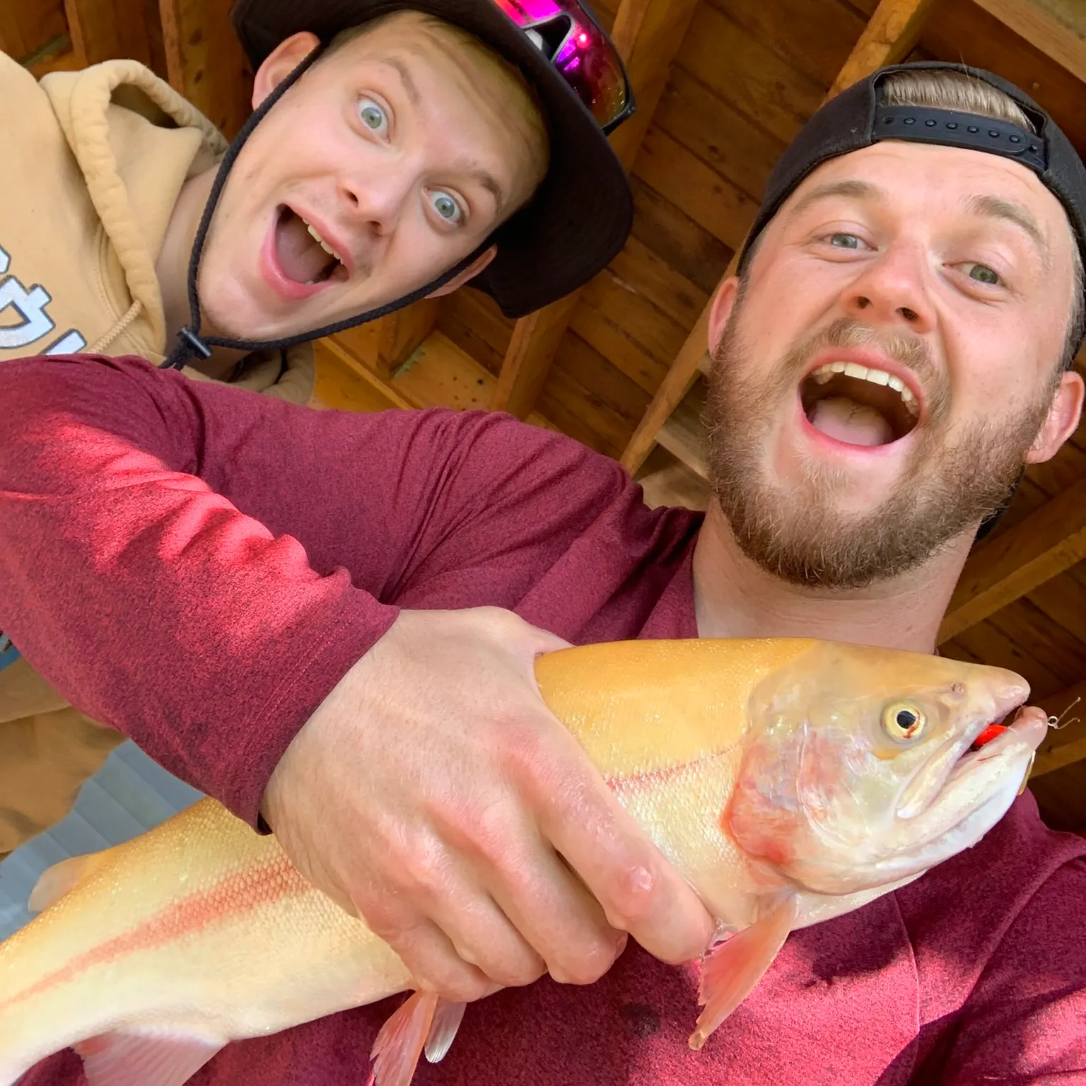 The most recent Golden rainbow trout catches on Fishbrain