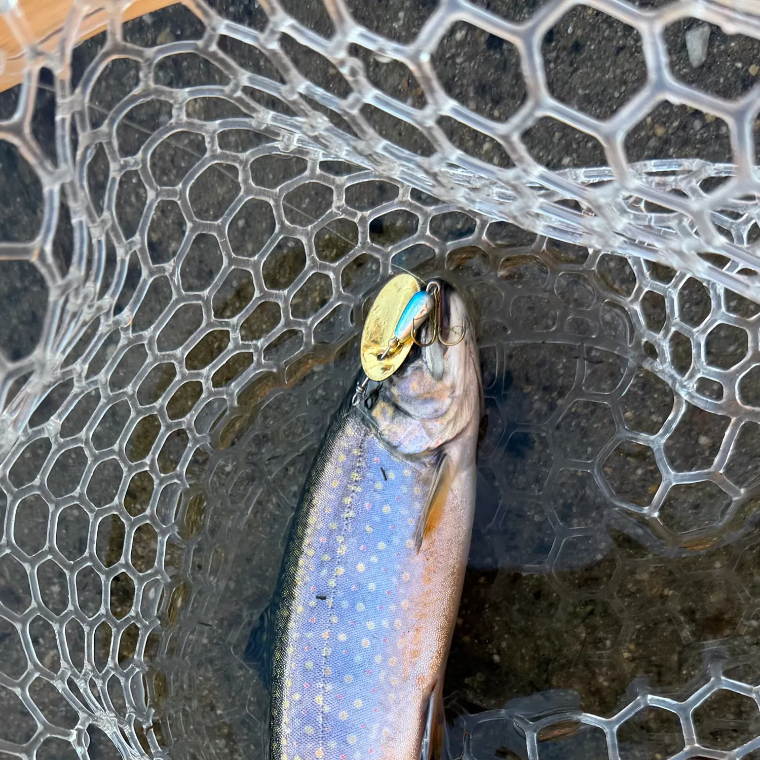Brook trout caught on Fishbrain