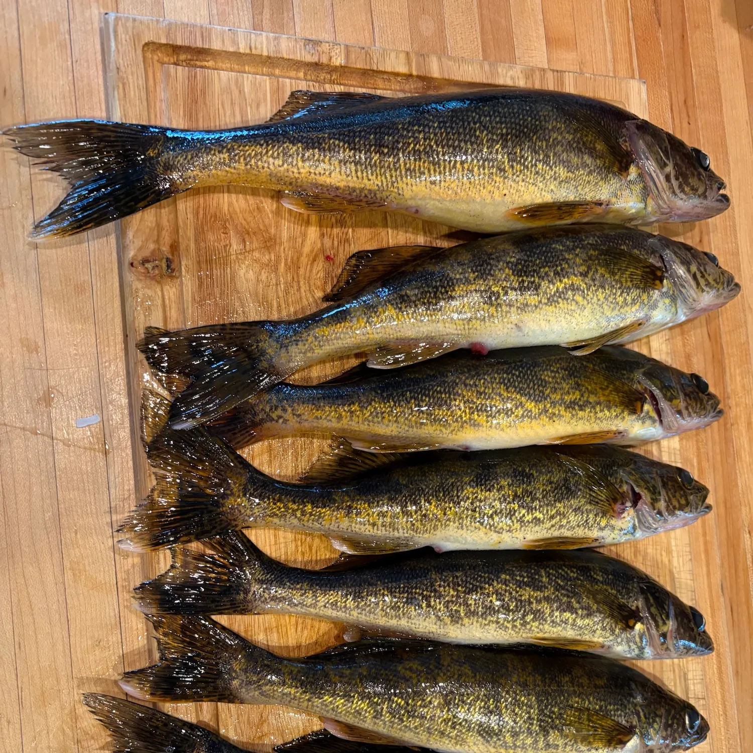 Grass pickerel caught on Fishbrain