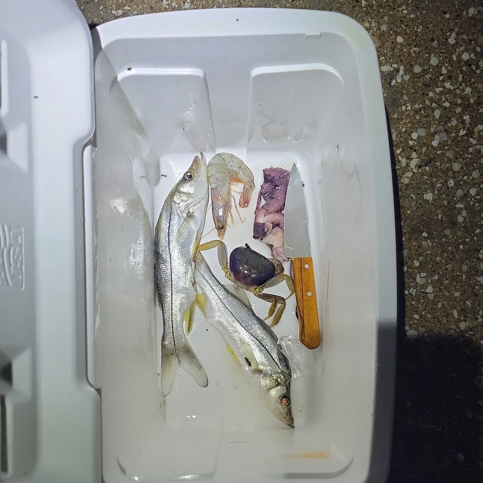 The most recent Fat snook catches on Fishbrain