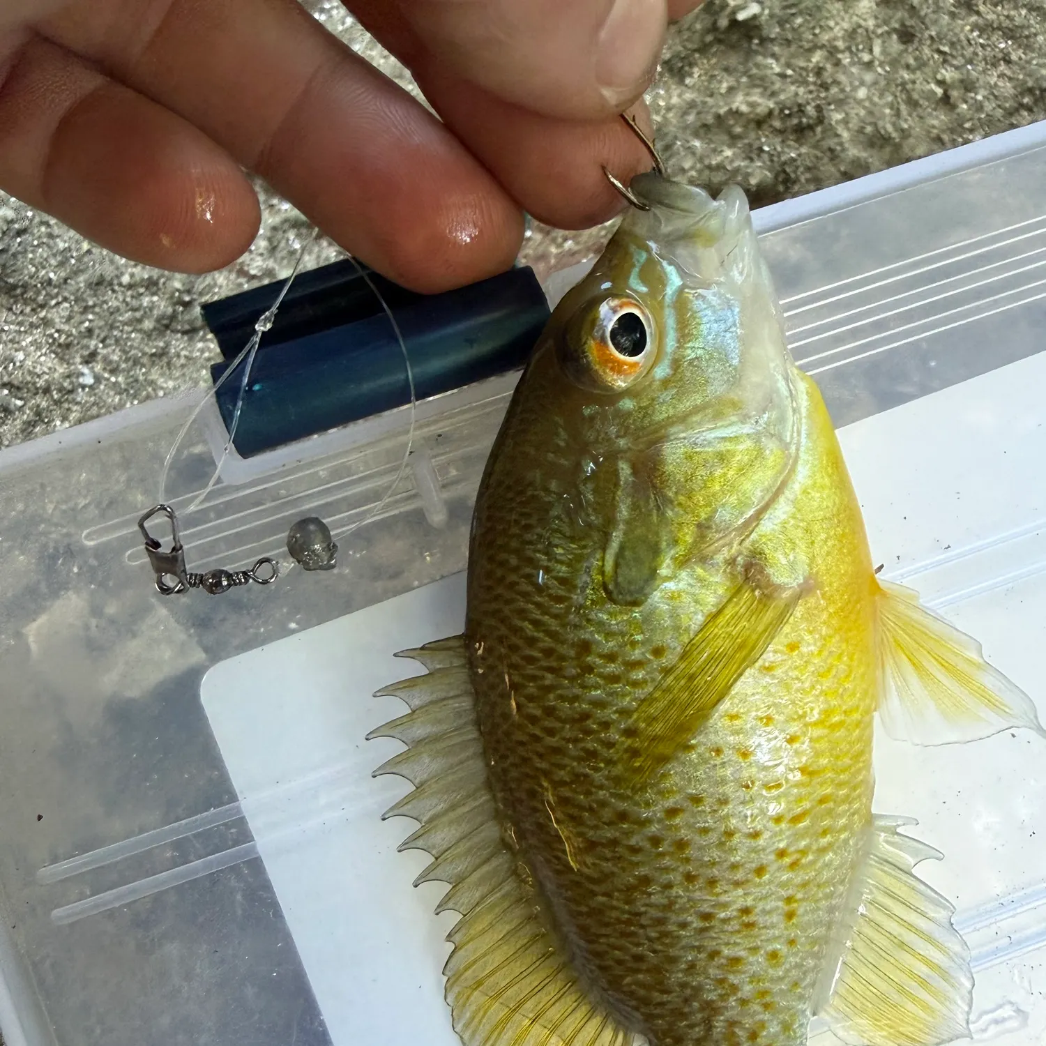 Green sunfish caught on Fishbrain