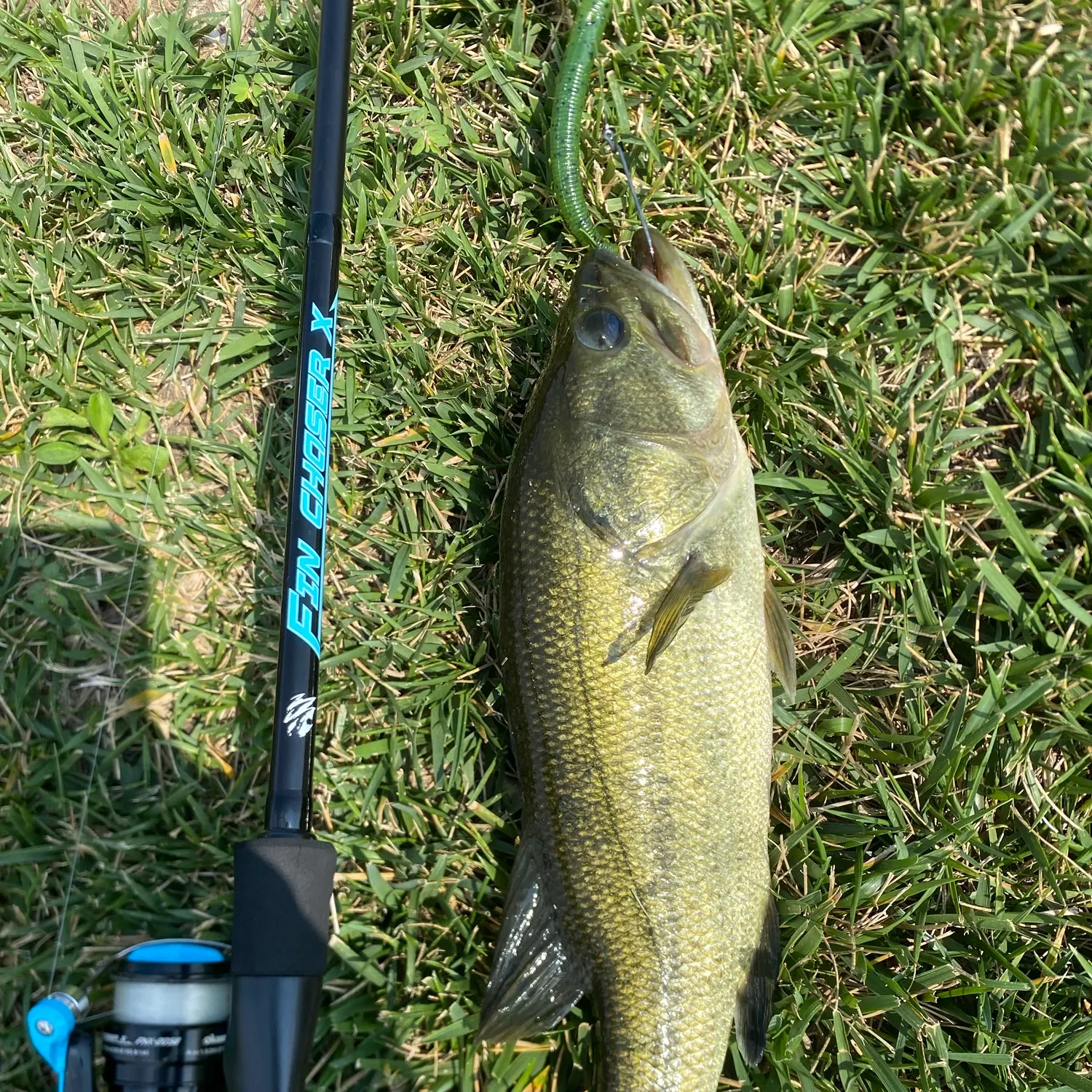 Fish caught on Fishbrain