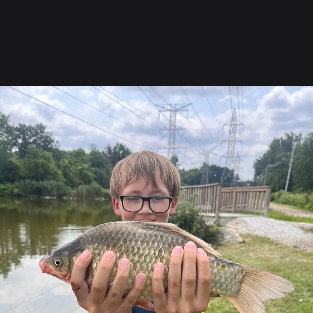The most recent Japanese white crucian carp catches on Fishbrain