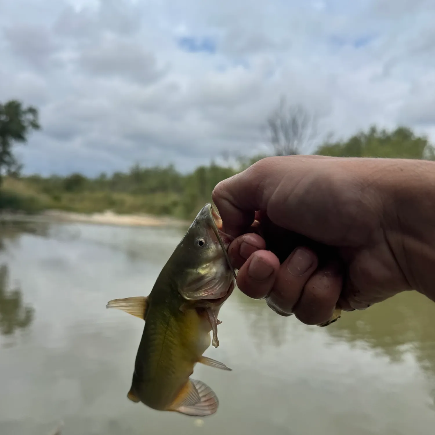 Black bullhead caught on Fishbrain
