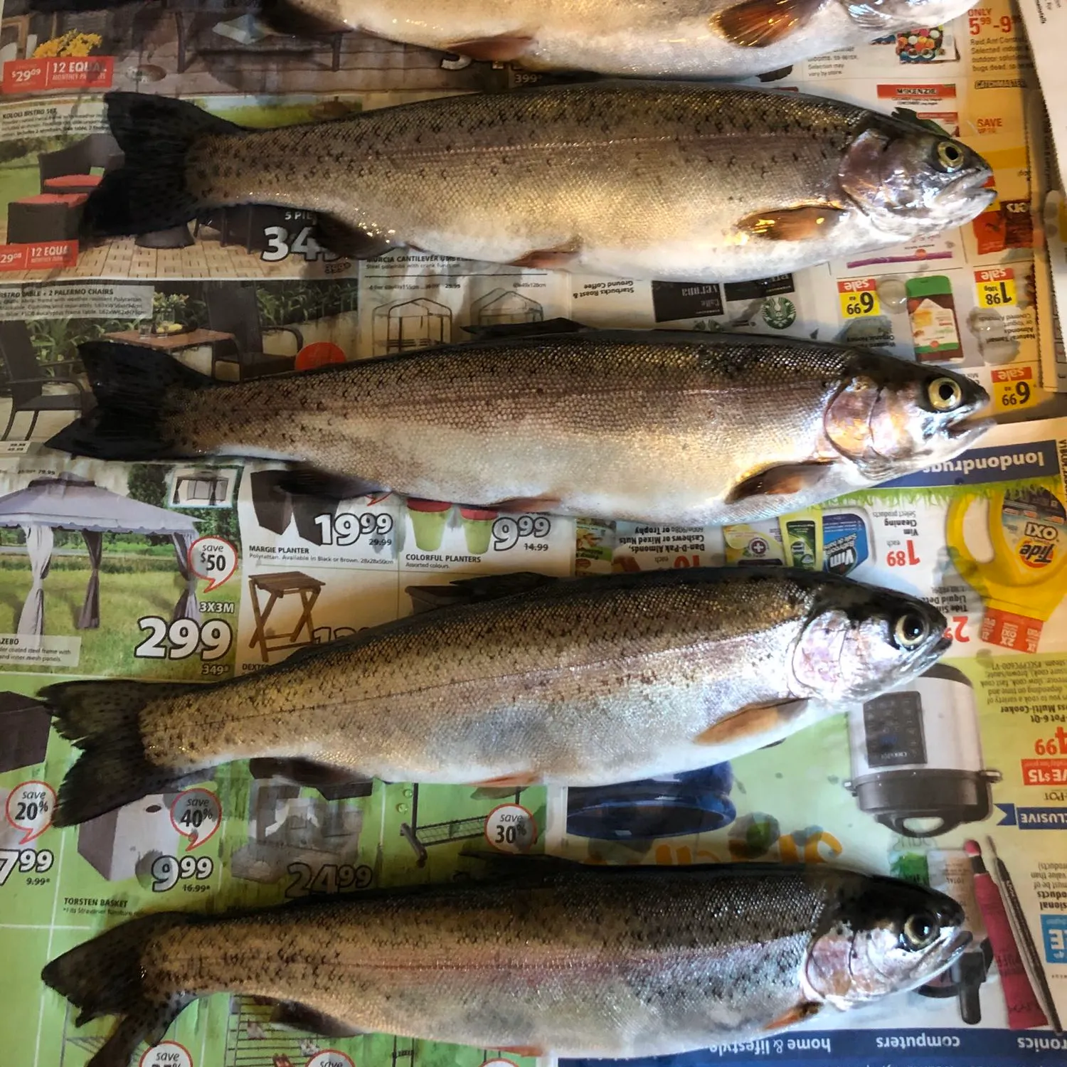 recently logged catches