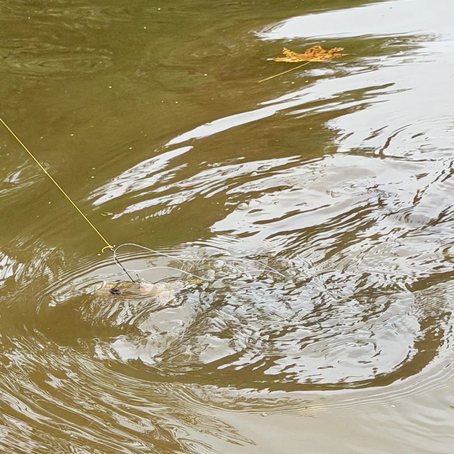 The most recent Alligator snapping turtle catches on Fishbrain