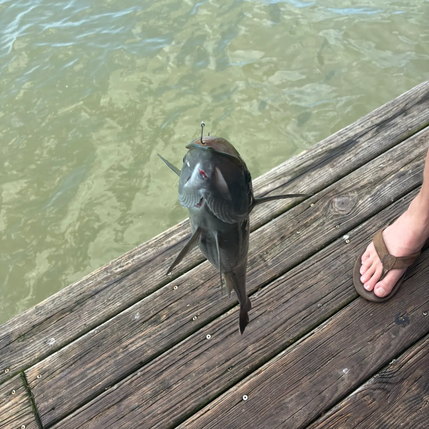 The most recent Common remora catches on Fishbrain