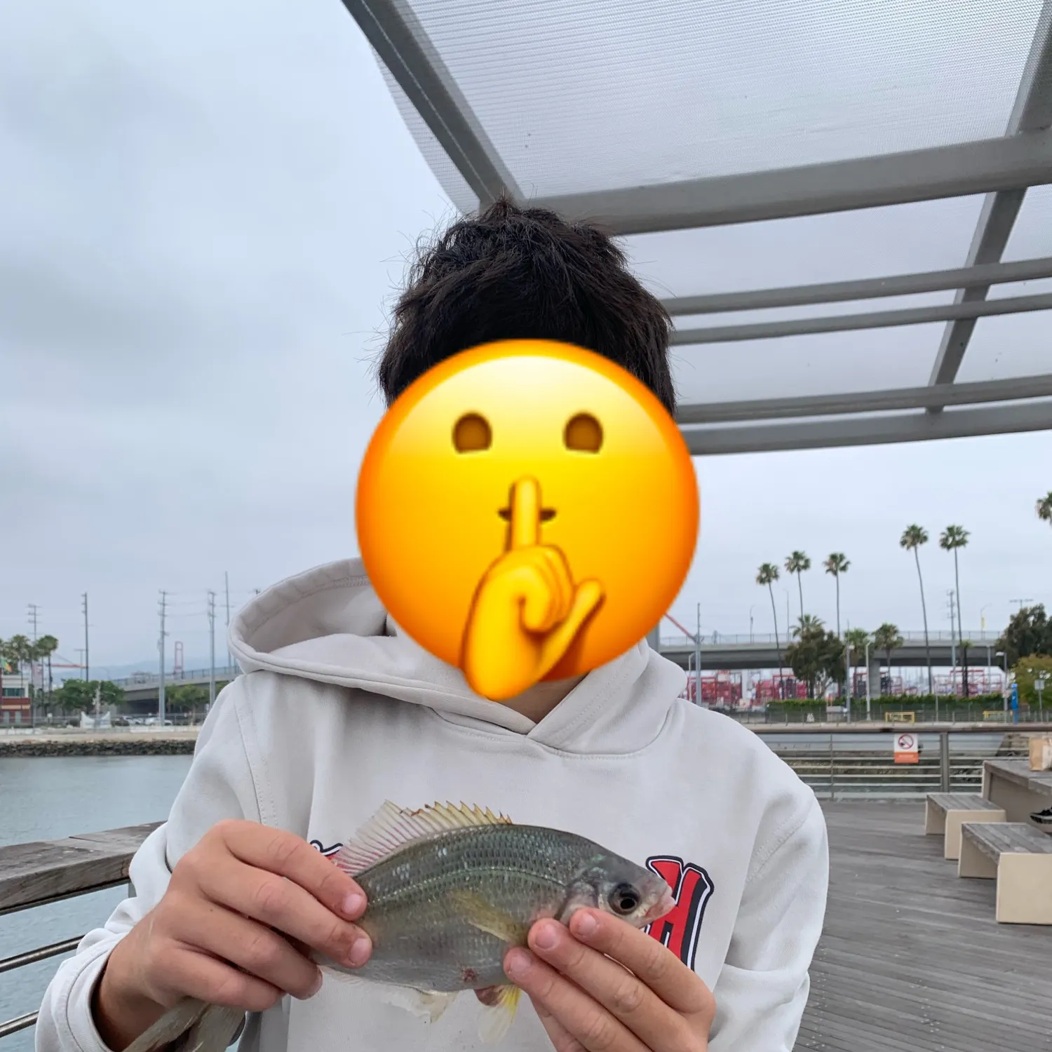 The most recent Pacific spadefish catches on Fishbrain