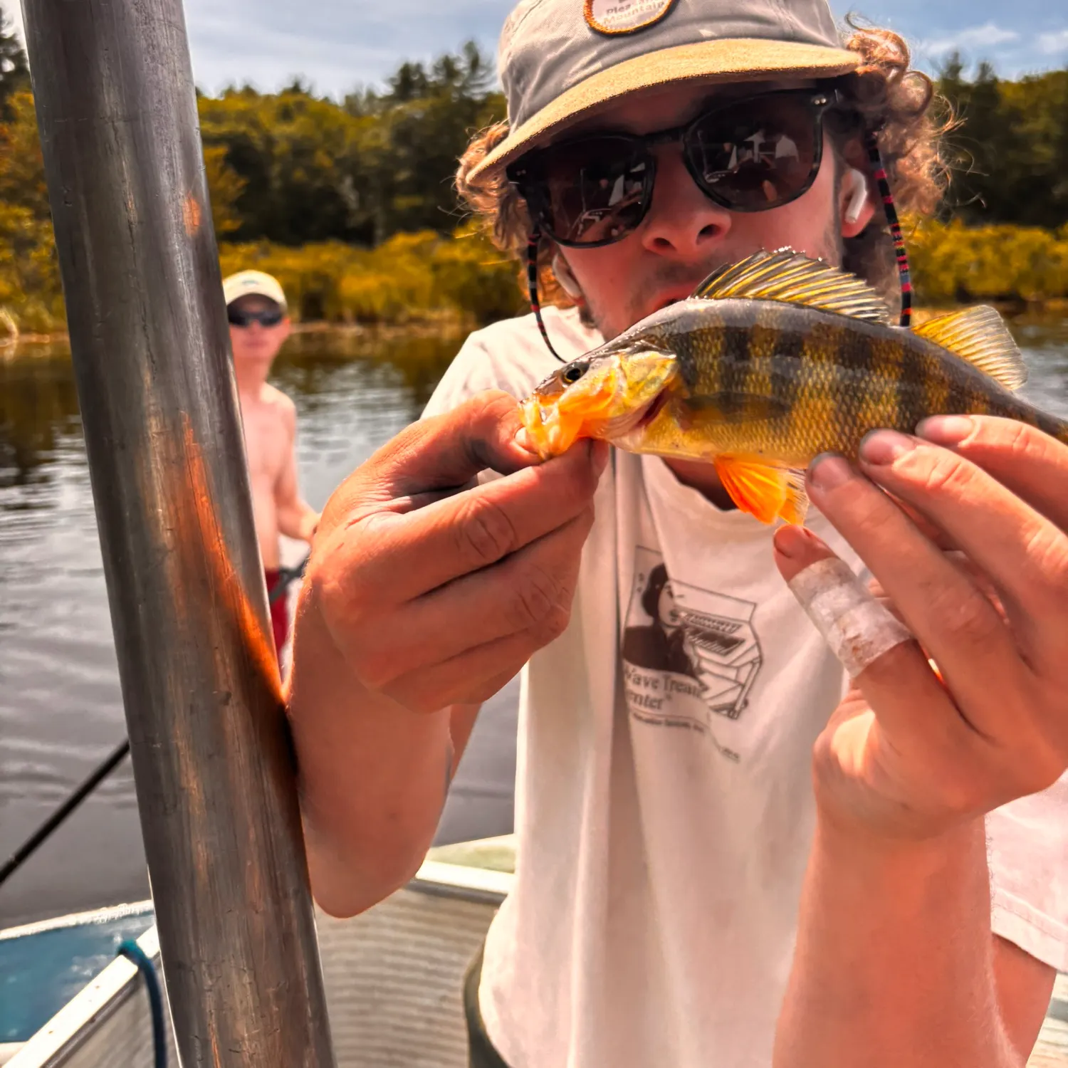 Yellow perch caught on Fishbrain